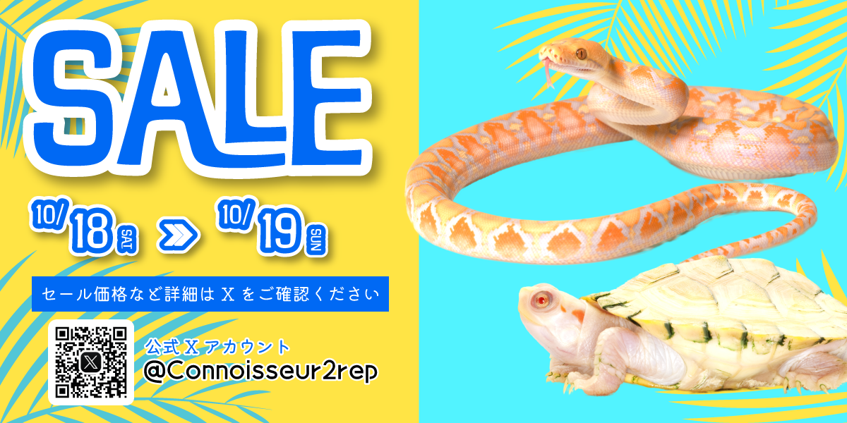会社設立SALE