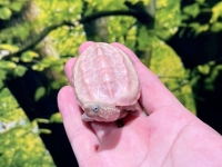 パステルアルビノクサガメ画像