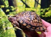 トウブハコガメ画像