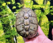 ハラガケガメ画像
