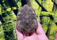 ニホンイシガメ画像