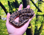 モハベorミスティック画像