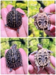 フロリダハコガメ画像