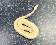 バナナバニラスクリーム画像