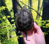 キボシヌマガメペア画像