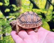 ヒョウモンリクガメ画像