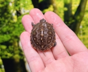 トウブハコガメ(TSD♂)多甲板画像