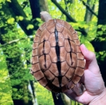 ベトナムミスジハコガメ画像