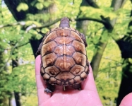 トウブハコガメ画像