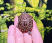 トウブハコガメ画像