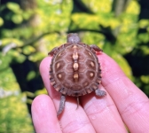トウブハコガメ画像