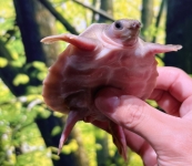 スッポンモドキ画像