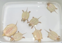 パステルアルビノ残2匹(パステル66%ヘテロアルビノ残2匹)画像