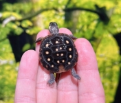 キボシイシガメ(ビックスポット)画像