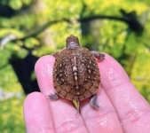 ミツユビハコガメ(TSD♀)画像