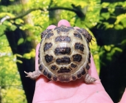 ロシアリクガメ画像