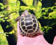 ロシアリクガメ画像