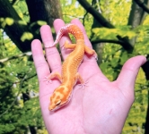 WYトレンパーアルビノ画像