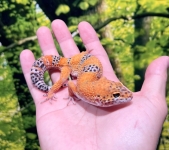 タンジェリン画像