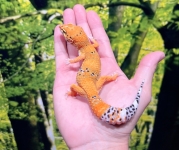 タンジェリン画像