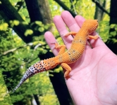 Gタンジェリン画像