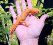 Gタンジェリン画像