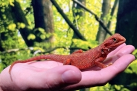 スーパーレッドトランス画像