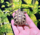 東ヘルマンリクガメ画像