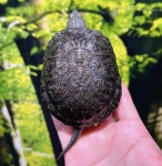 ヨーロッパヌマガメ　ペア画像