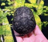 ヨーロッパヌマガメ画像