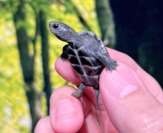 アザンティッククサガメ画像