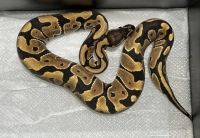 ファイアorバニラ画像