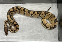 ファイアorバニラ画像