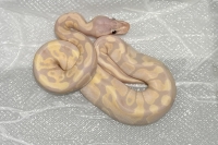 パステルバナナ画像