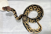 パステルレオパードhクラウン66hスポットノーズ画像