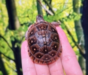 ミツユビハコガメ画像