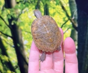 ニホンイシガメ①画像