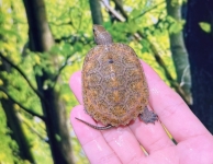 ニホンイシガメ②画像