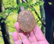 ニホンイシガメ③画像