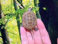 ニホンイシガメ④画像