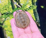 ニホンイシガメ⑤画像