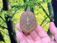 ニホンイシガメ⑥画像