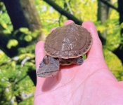 ヒラリーカエルアタマガメ画像