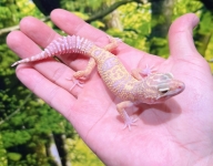 トレンパーアルビノ画像