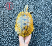 ニホンイシガメ画像