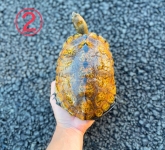 ニホンイシガメ画像