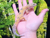 ハイイエロー画像