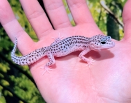 ①スーパーマックスノー画像