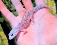 ②スーパーマックスノー画像