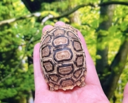 ヒョウモンリクガメ画像